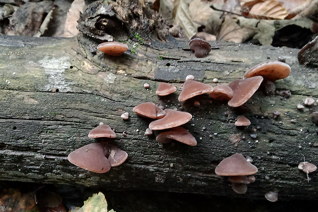 uchovec bazový Auricularia auricula-judae (Bull.) Quél.