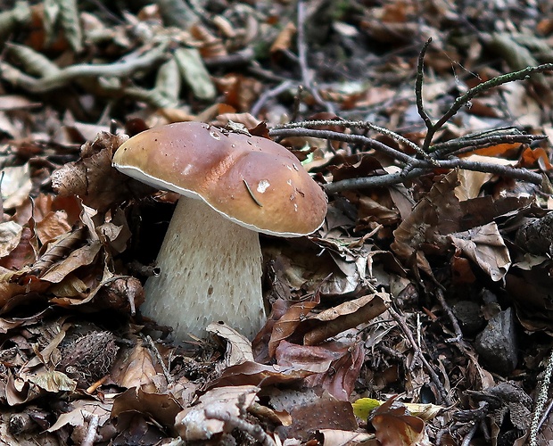 hríb smrekový Boletus edulis Bull.