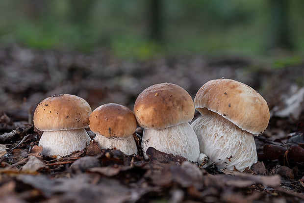 hríb smrekový Boletus edulis Bull.