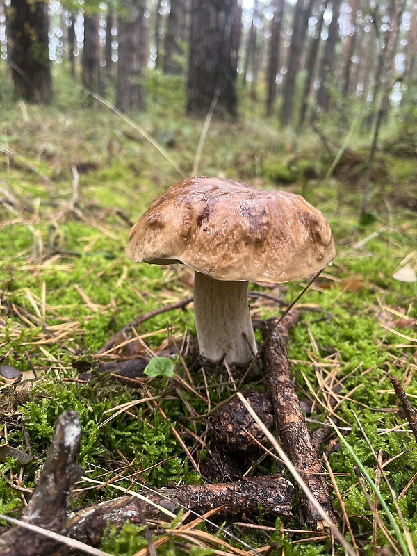 hríb smrekový Boletus edulis Bull.