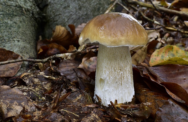 hríb smrekový Boletus edulis Bull.