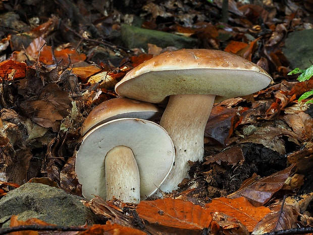 hríb smrekový Boletus edulis Bull.