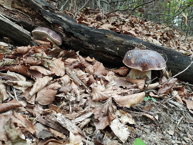 hríb smrekový Boletus edulis Bull.