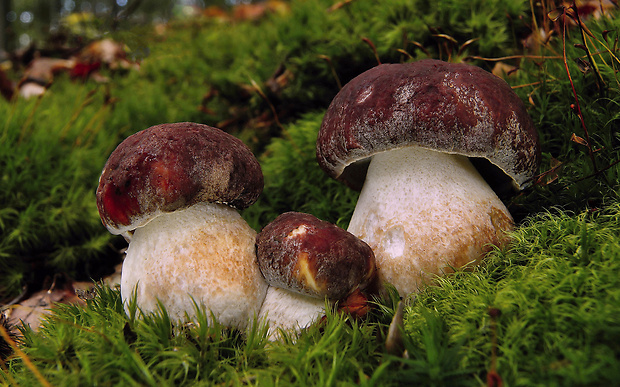 hríb sosnový Boletus pinophilus Pil. et Dermek in Pil.