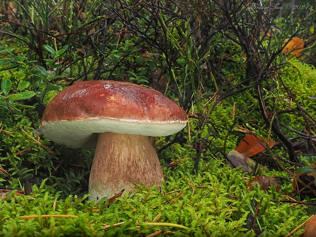 hríb sosnový Boletus pinophilus Pil. et Dermek in Pil.