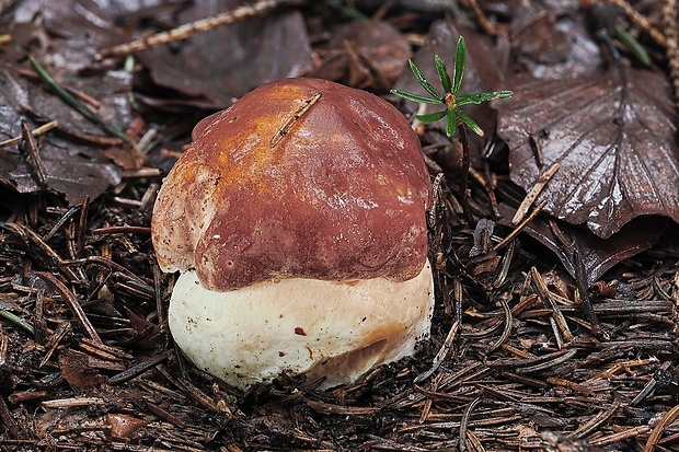 hríb sosnový Boletus pinophilus Pil. et Dermek in Pil.