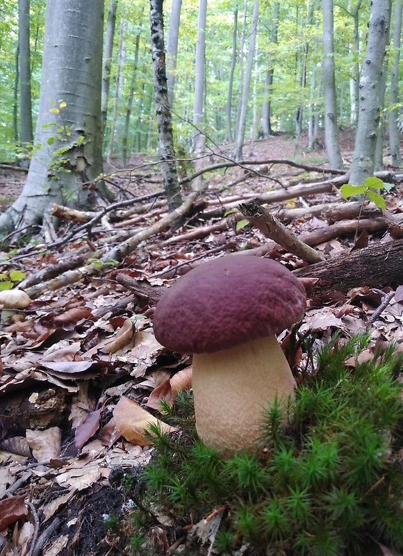 hríb sosnový Boletus pinophilus Pil. et Dermek in Pil.