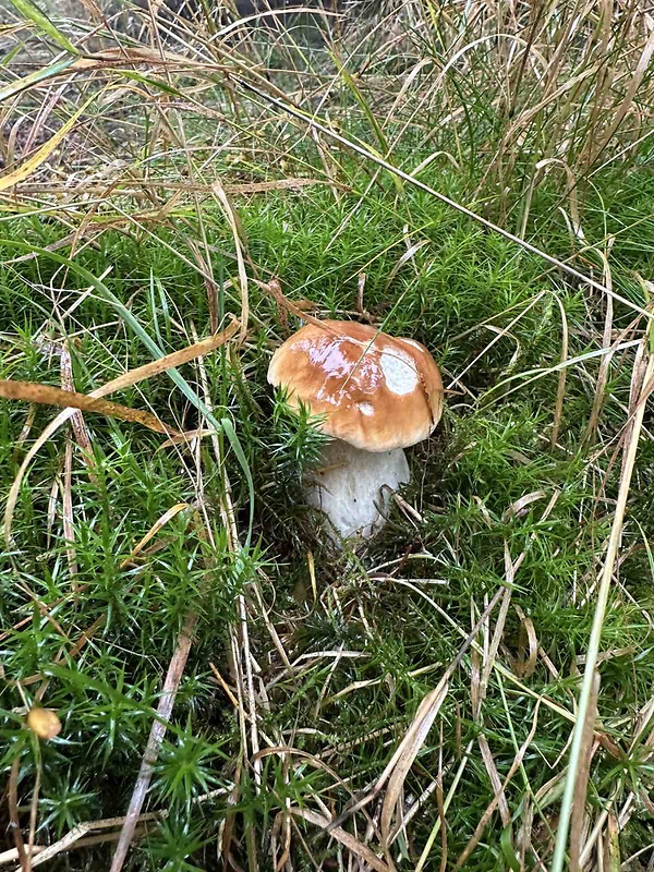 hríb dubový Boletus reticulatus Schaeff.