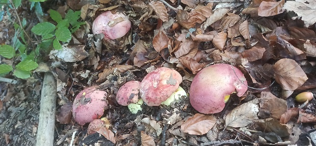 hríb kráľovský Butyriboletus regius (Krombh.) D. Arora & J.L. Frank