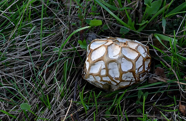 rozpadavec biely Calvatia candida (Rostk.) Hollós