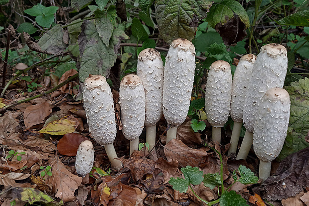 hnojník obyčajný Coprinus comatus (O.F. Müll.) Pers.