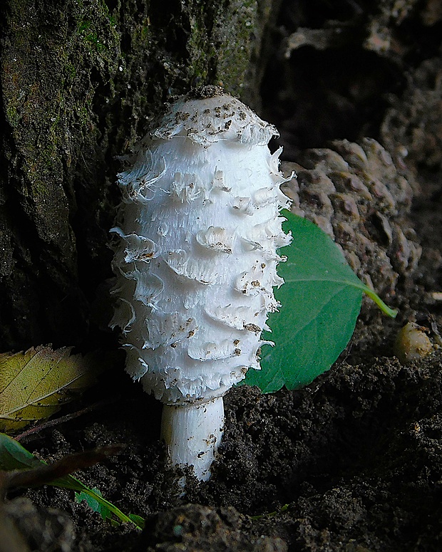 hnojník obyčajný Coprinus comatus (O.F. Müll.) Pers.