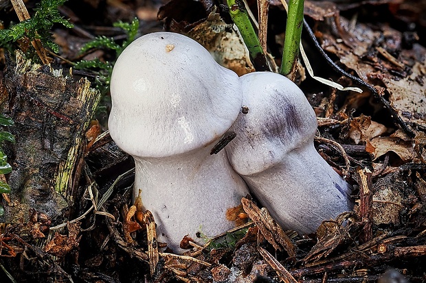 pavučinovec Cortinarius sp.