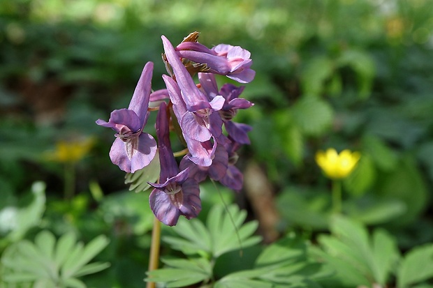 chochlačka plná Corydalis solida (L.) Clairv.