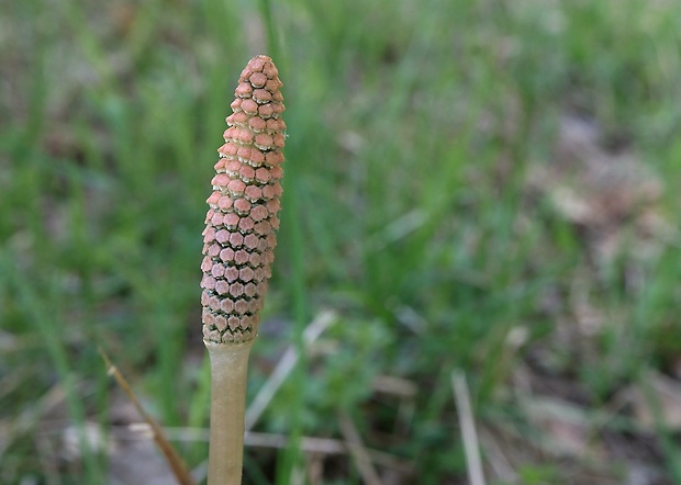 praslička roľná Equisetum arvense L.