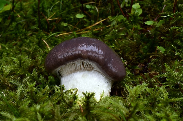 sliziak mazľavý Gomphidius glutinosus (Schaeff.) Fr.