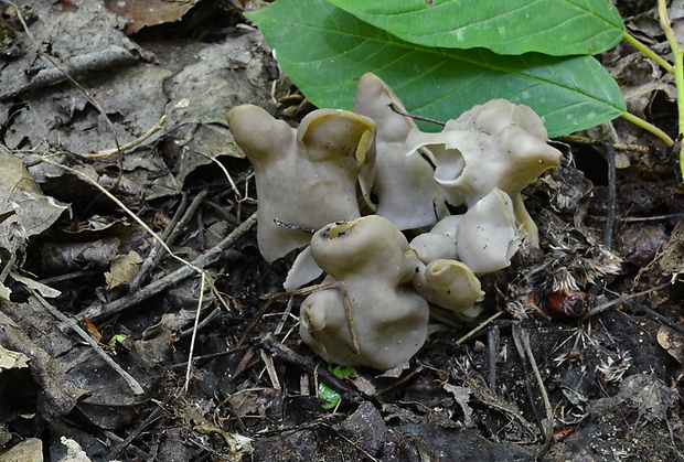 chriapač Helvella sp.