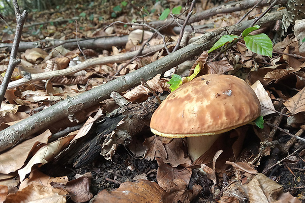 hríb jamkatý Hemileccinum depilatum (Redeuilh) Šutara