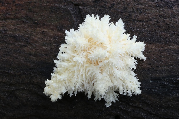 koralovec bukový Hericium coralloides (Scop.) Pers.