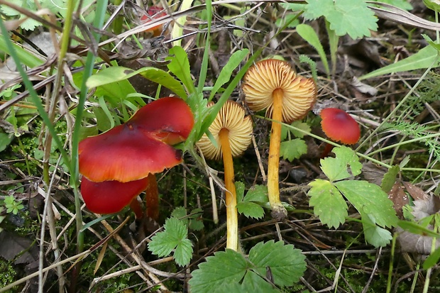 lúčnica Hygrocybe sp.