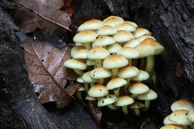 strapcovka zväzkovitá Hypholoma fasciculare (Huds.) P. Kumm.