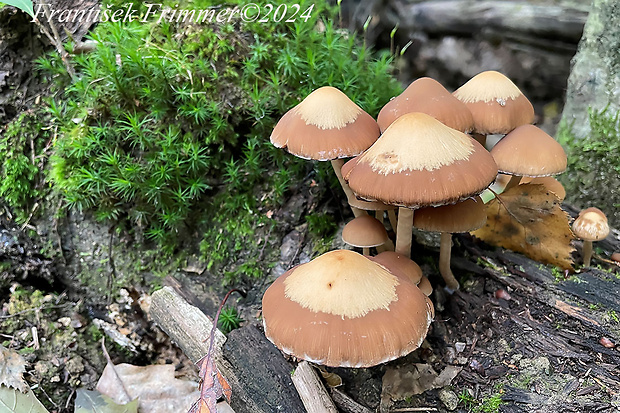 šupinačka menlivá Kuehneromyces mutabilis (Schaeff.) Singer & A.H. Sm.