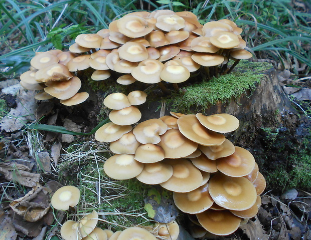 šupinačka menlivá Kuehneromyces mutabilis (Schaeff.) Singer & A.H. Sm.