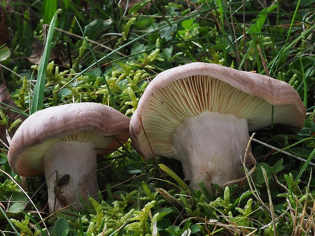 rýdzik hnedastosivý Lactarius flexuosus var. flexuosus (Pers.) Fr.