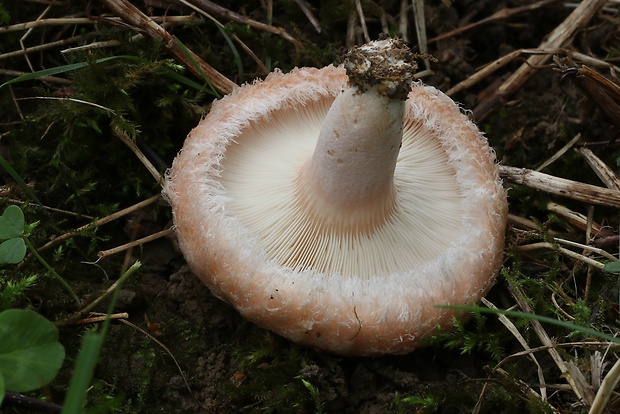 rýdzik chĺpkatý Lactarius pubescens (Fr.) Fr.