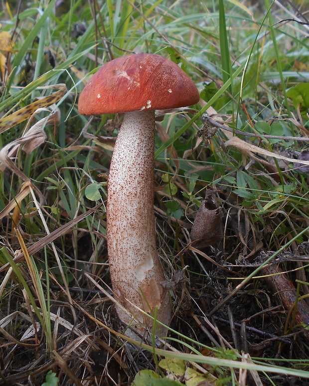 kozák dubový Leccinum aurantiacum (Bull.) Gray