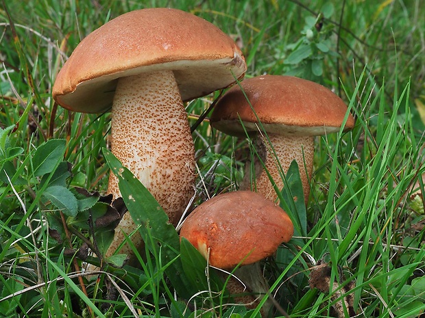 kozák dubový Leccinum aurantiacum (Bull.) Gray