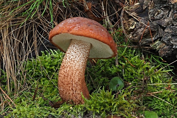 kozák dubový Leccinum aurantiacum (Bull.) Gray