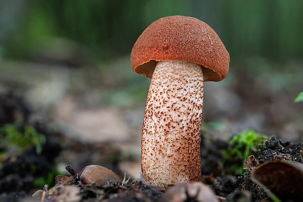 kozák dubový Leccinum aurantiacum (Bull.) Gray