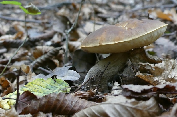 kozák hrabový Leccinum pseudoscabrum (Kallenb.) Šutara