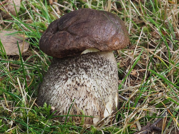 kozák brezový Leccinum scabrum (Bull.) Gray