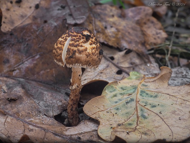 bedlička hnedá Lepiota castanea Quél.