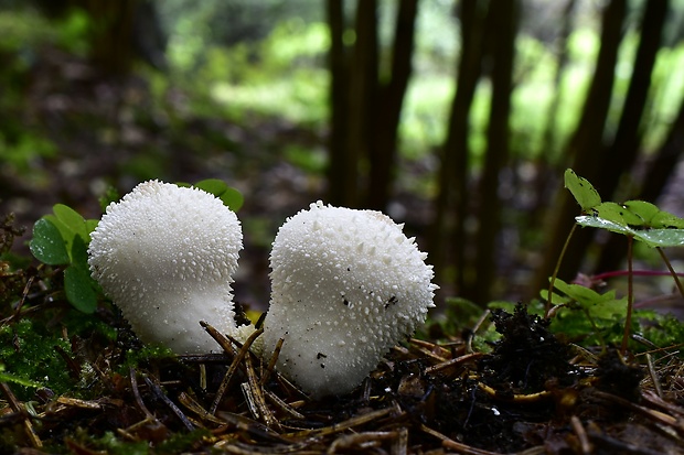 prášnica bradavičnatá Lycoperdon perlatum Pers.