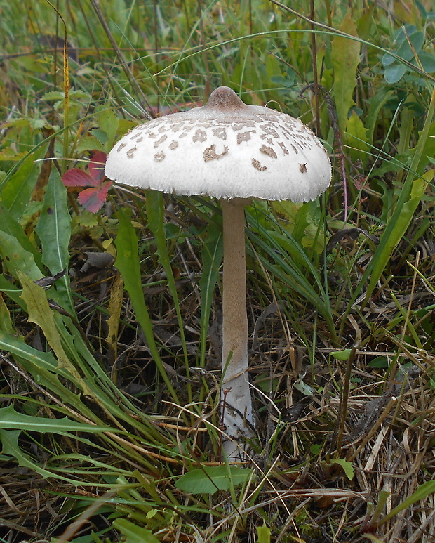 bedľa štíhla Macrolepiota mastoidea (Fr.) Singer