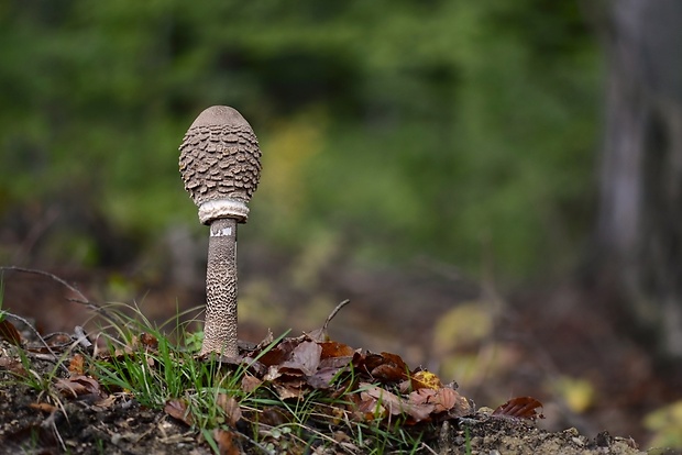 bedľa vysoká Macrolepiota procera (Scop.) Singer