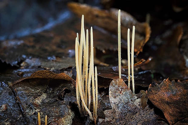 kyjovka tenká Macrotyphula juncea (Alb. & Schwein.) Berthier