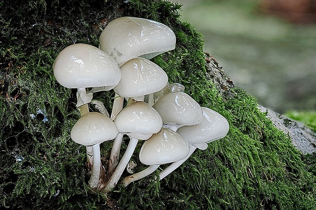 sliznačka obyčajná Mucidula mucida (Schrad.) Pat.