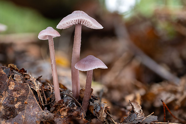 prilbička reďkovková Mycena pura (Pers.) P. Kumm.