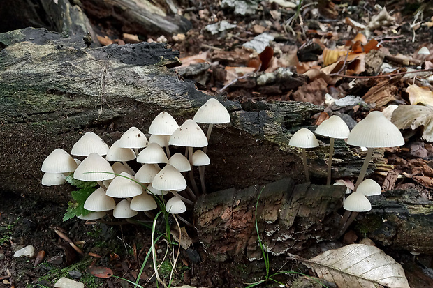 prilbička Mycena sp.