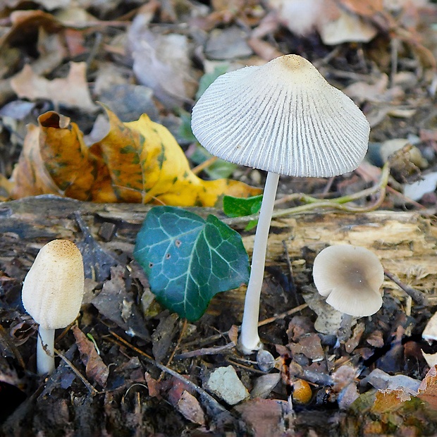 hnojník Parasola sp.