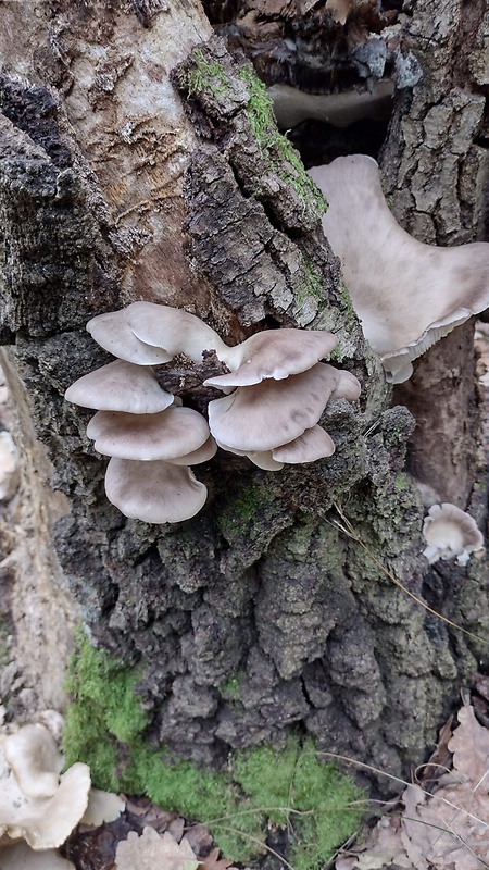 hliva ustricovitá Pleurotus ostreatus (Jacq.) P. Kumm.