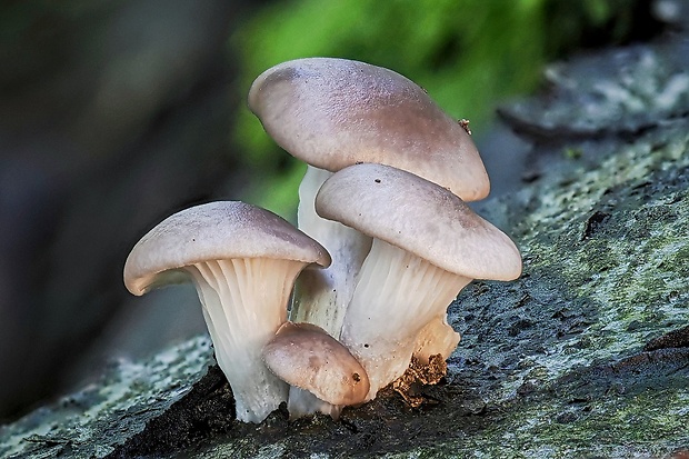 hliva ustricovitá Pleurotus ostreatus (Jacq.) P. Kumm.