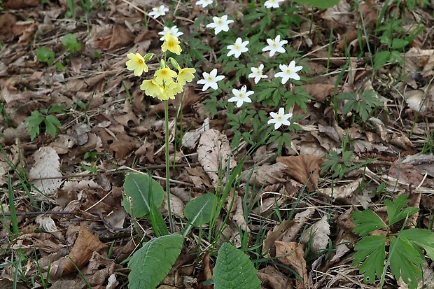 prvosienka vyššia Primula elatior (L.) L.