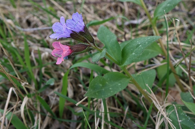 pľúcnik lekársky Pulmonaria officinalis L.