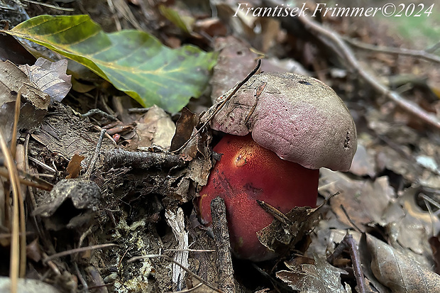 hríb úhľadný horský Rubroboletus rubrosanguineus (Cheype) Kuan Zhao & Zhu L. Yang