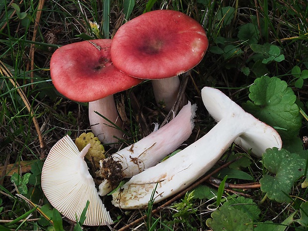 plávka krvavá Russula sanguinaria (Schumach.) Rauschert